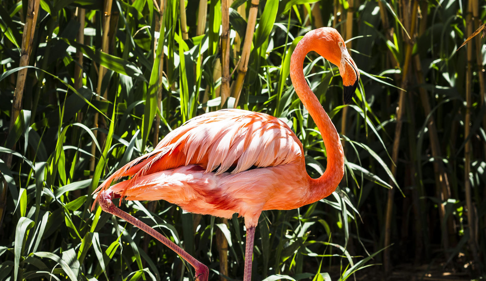 Flamingo ABQ Biopark